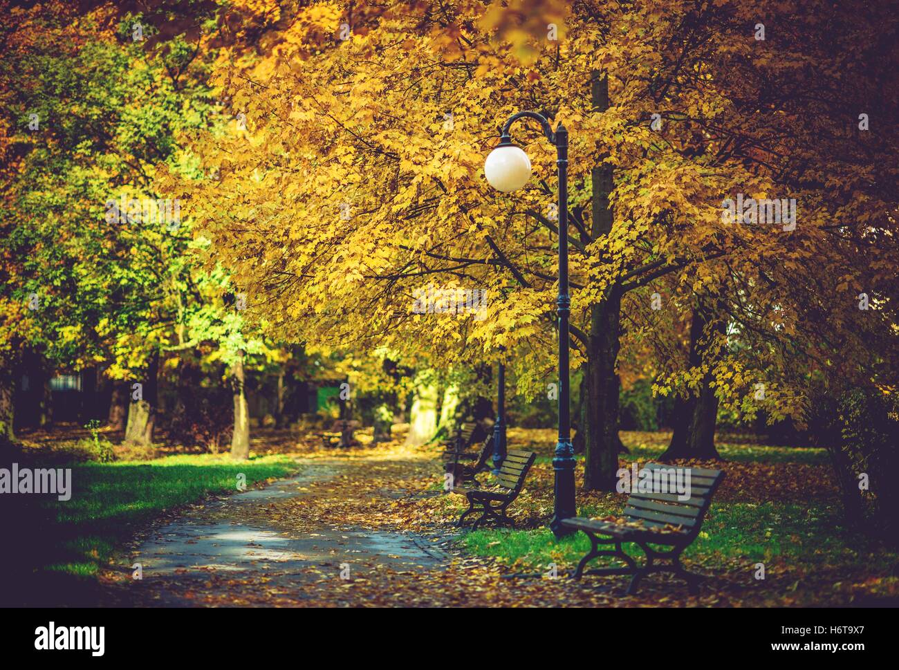 Autumn Foliage in the Park. Colorful October Foliage. Park Alley Stock ...