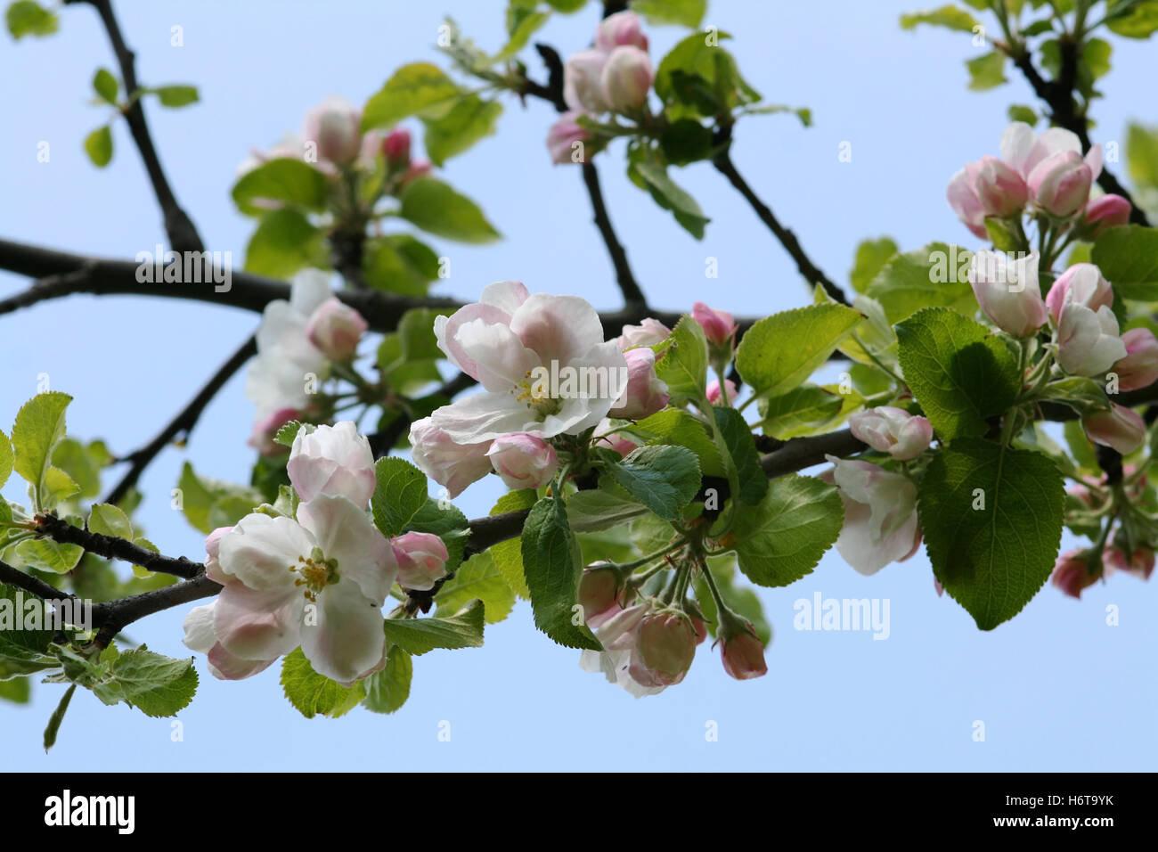 bloom, blossom, flourish, flourishing, progenies, fruits, blossoms, apple tree, Stock Photo