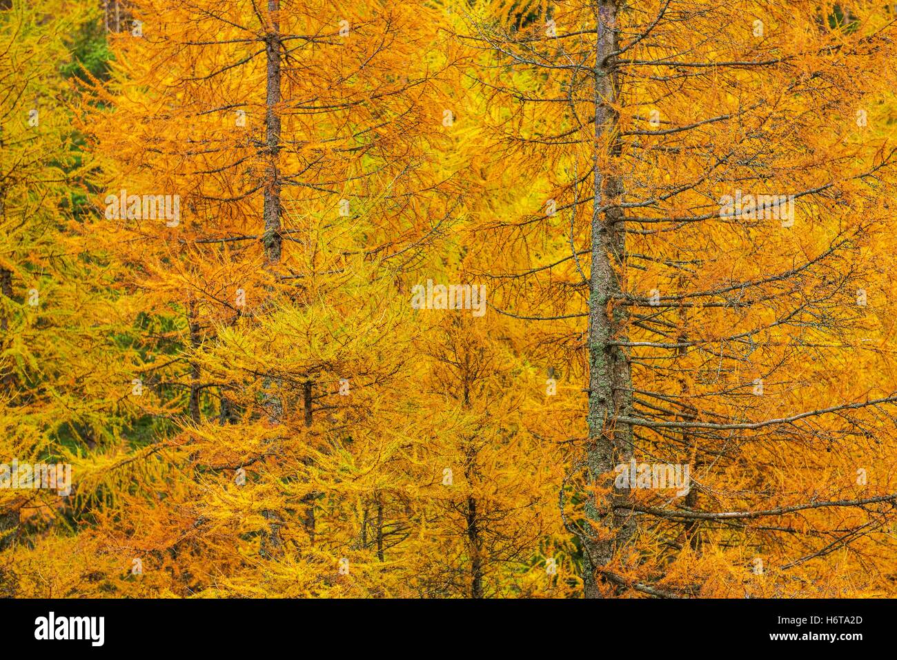 Fall Foliage Forest Closeup Photo. Autumn Forestry Colours. Stock Photo