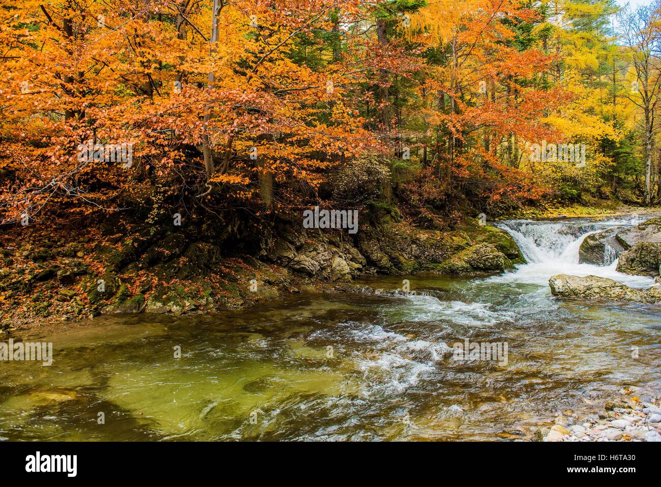 Fall Foliage Mountain River Landscape. Autumn Foliage at the River. Stock Photo