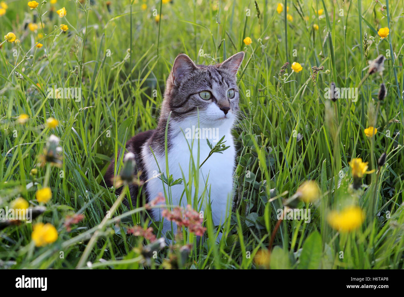 field, spring, hunt, meadow, pussycat, cat, domestic cat, grass, lawn, green, Stock Photo