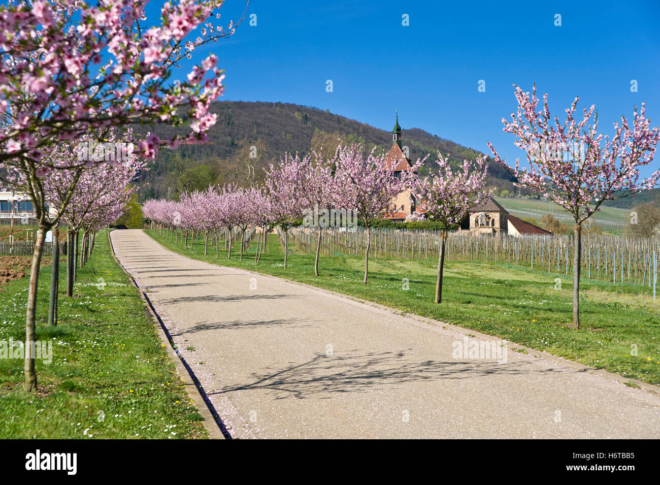 Trees europe hi-res stock photography and images - Alamy