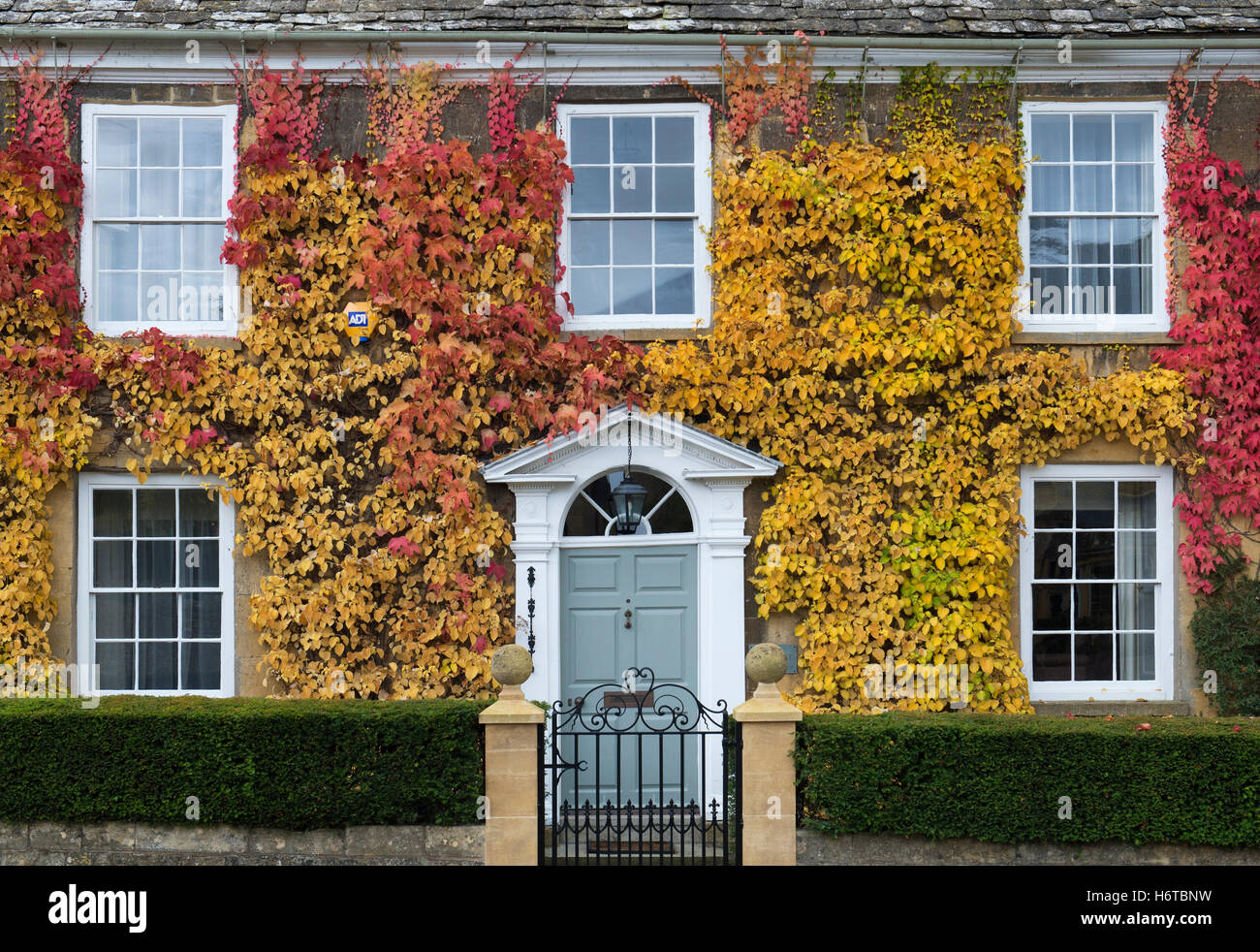 Virginia Creeper / American ivy and Climbing Hydrangea on a house in