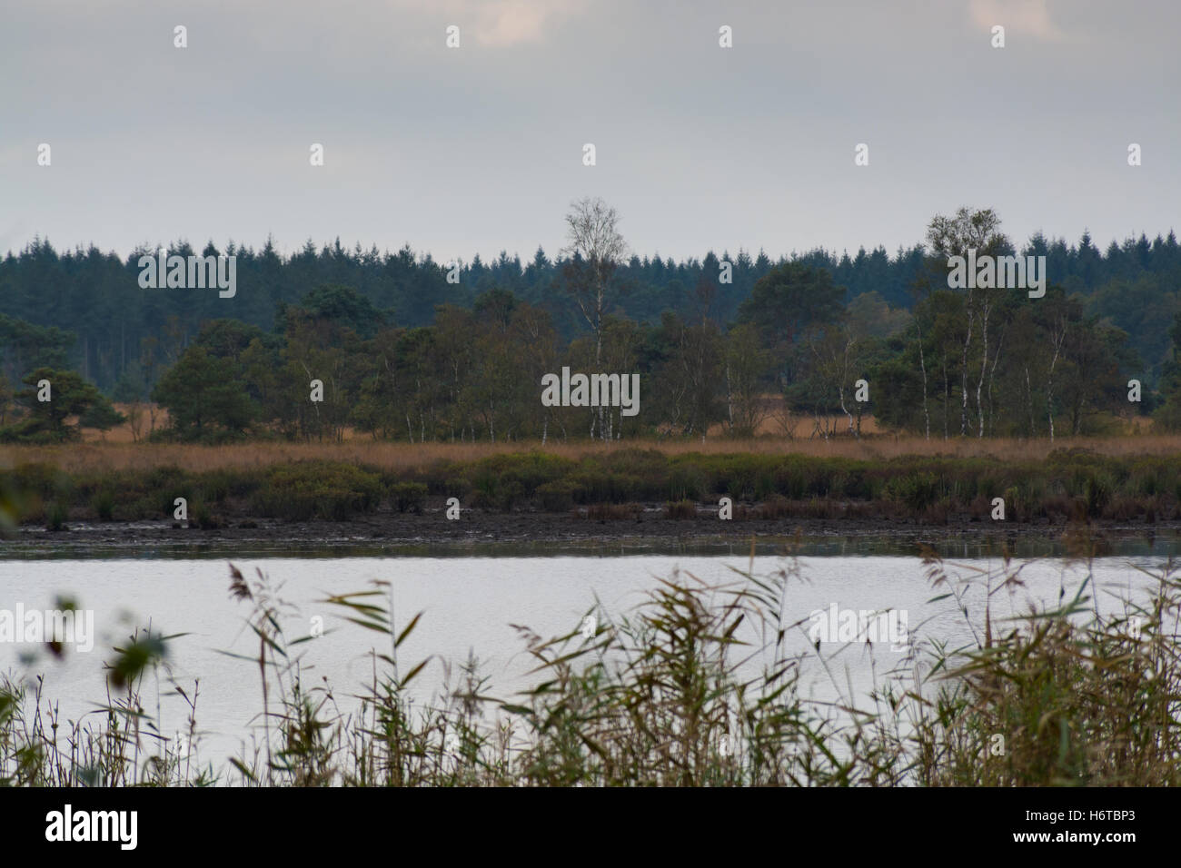 Landscape with forest lake in autumn day Stock Photo - Alamy