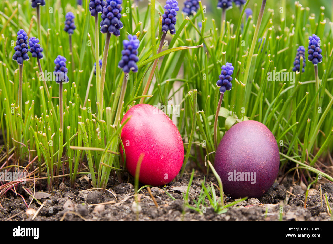 ostern flower plant easter spring easter egg egg hidden plants rot ostern lawn green feast red nature search ei osterei fest Stock Photo
