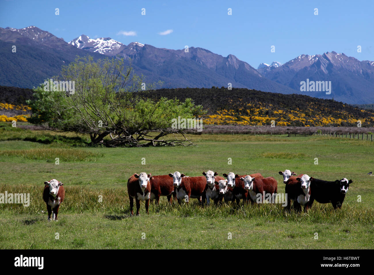 cattle herd in the eglinton river valley at the milford road,southland,south island,new zealand Stock Photo
