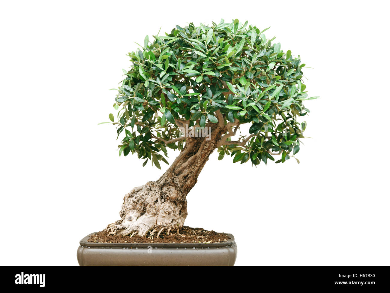 Asian model plants leaves hi-res stock photography and images - Alamy