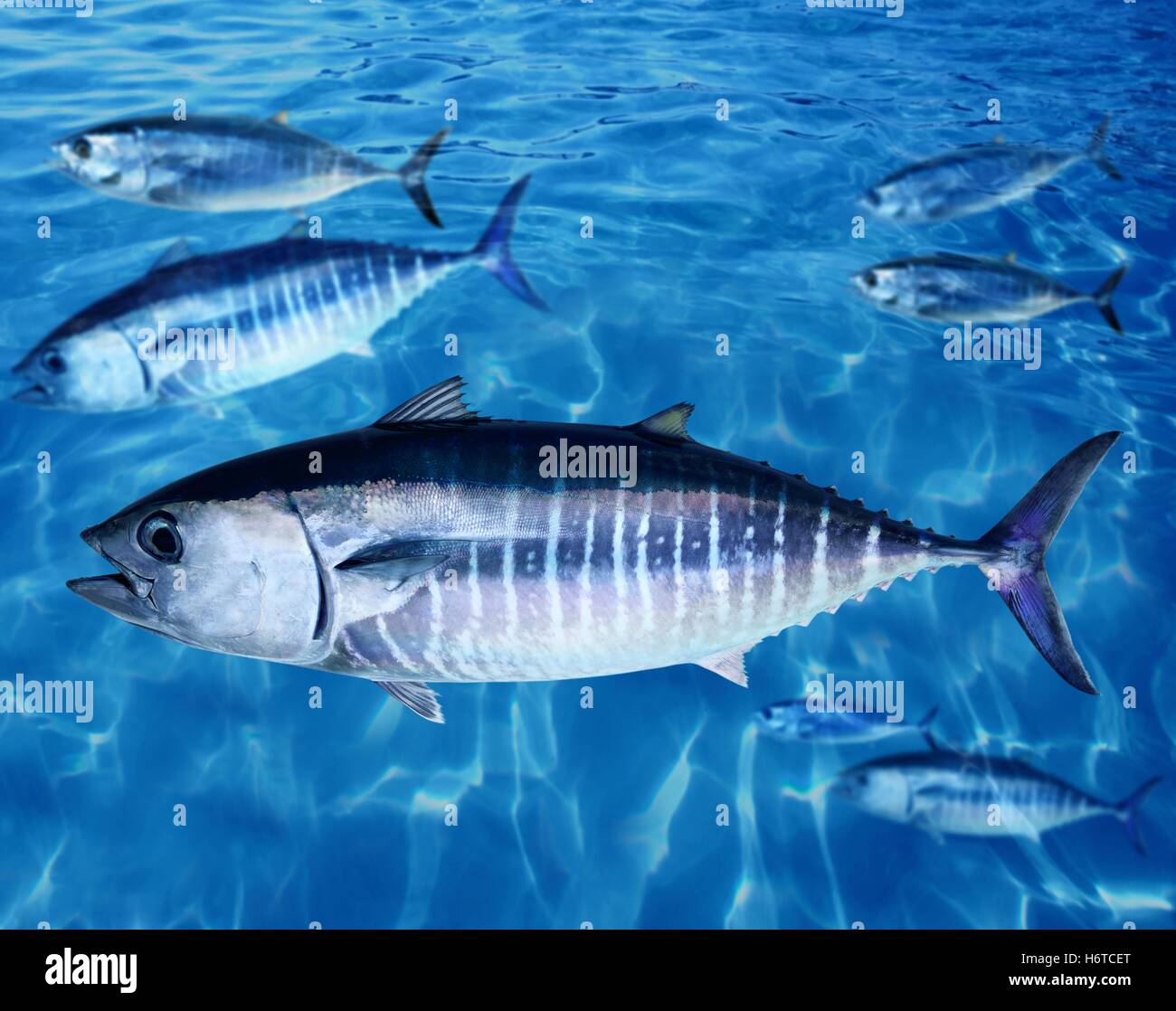 Albacore tuna fish large hires stock photography and images Alamy