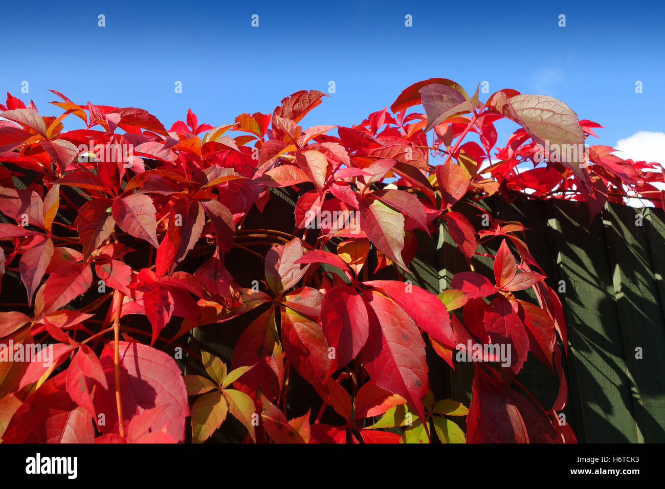 Virginia creeper hires stock photography and images Alamy