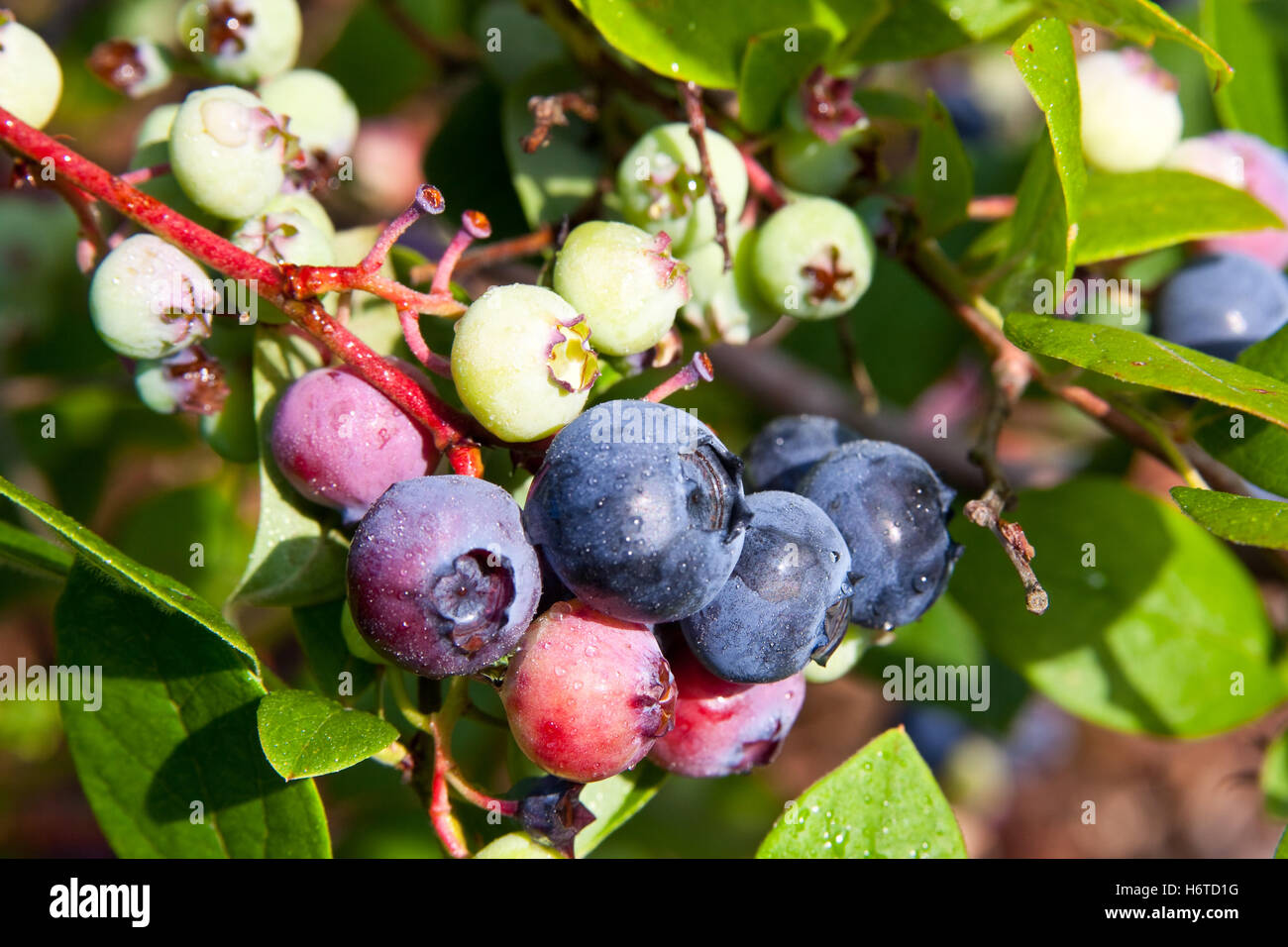 blueberry on the bush (4) Stock Photo