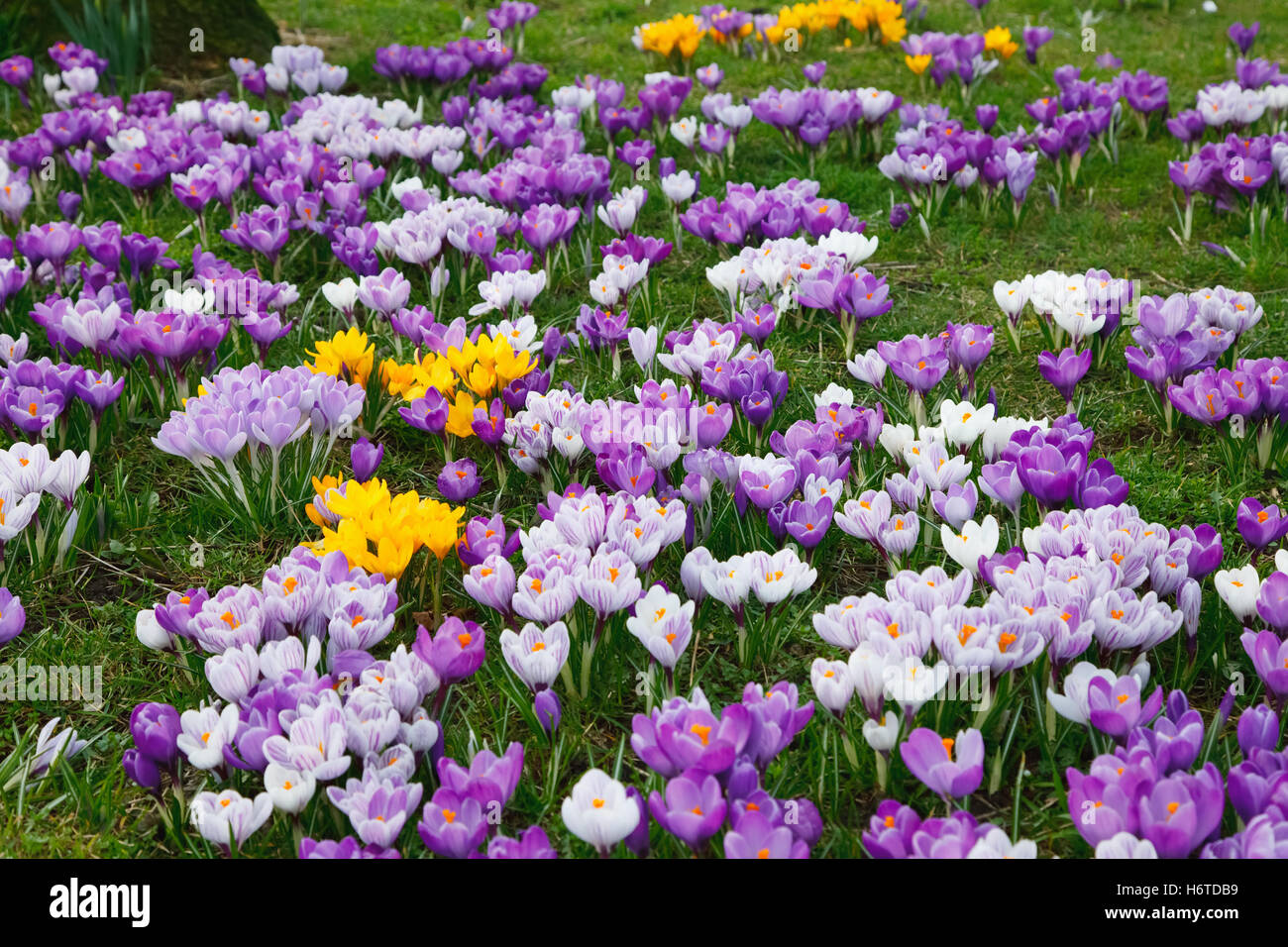 blue colour park ground soil earth humus bloom blossom flourish flourishing wild flower flowers plant flora crocus spring Stock Photo