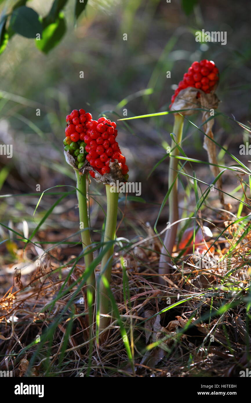 Red berries growing under tree canopies shaded areas forest woodland areas. Arum or Cuckoo Pint or Italian Lords-and-Ladies Arum poisonous danger. Stock Photo