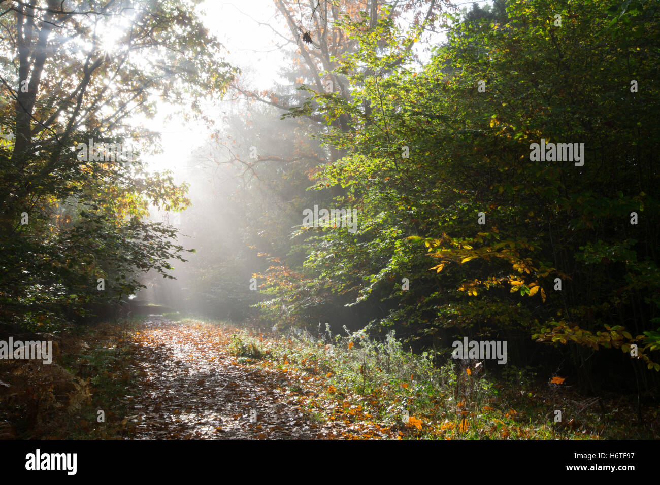 Alice Holt Forest - Autumn colours (colors) in woodland in Hampshire, England  with sunbeams shining through trees and mist Stock Photo