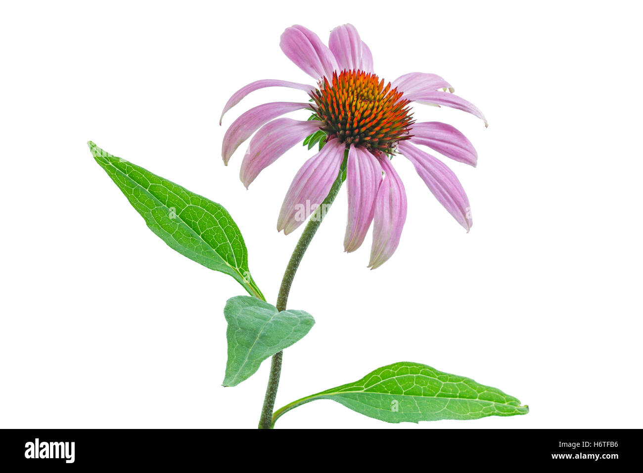 garden, flower, plant, bloom, blossom, flourish, flourishing, homeopathy, Stock Photo