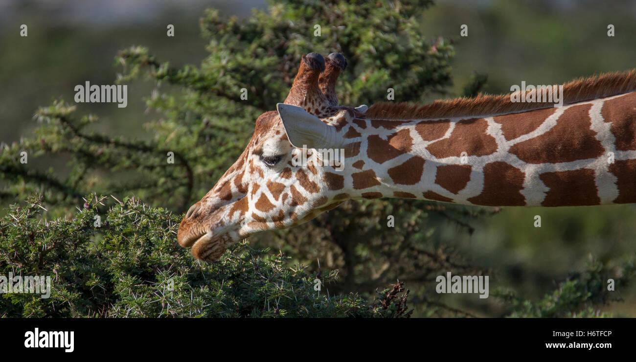 A Reticulated giraffe Giraffa reticulata “Somali giraffe”, stretching to feed on acacia undergrowth, Laikipia Kenya Africa Stock Photo