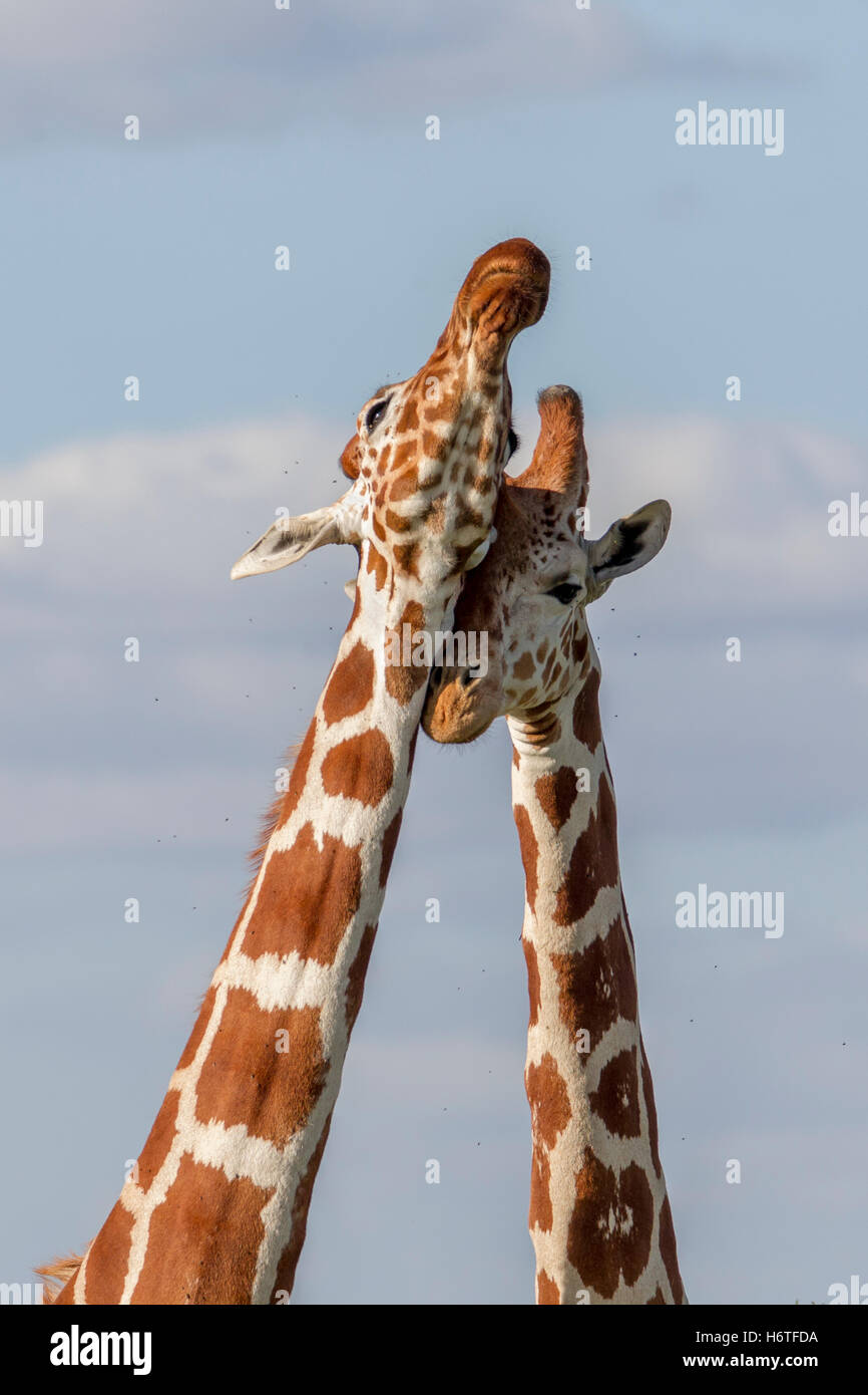 Two Reticulated giraffe Giraffa reticulata “Somali giraffe”, neck fighting, Laikipia Kenya Africa Stock Photo