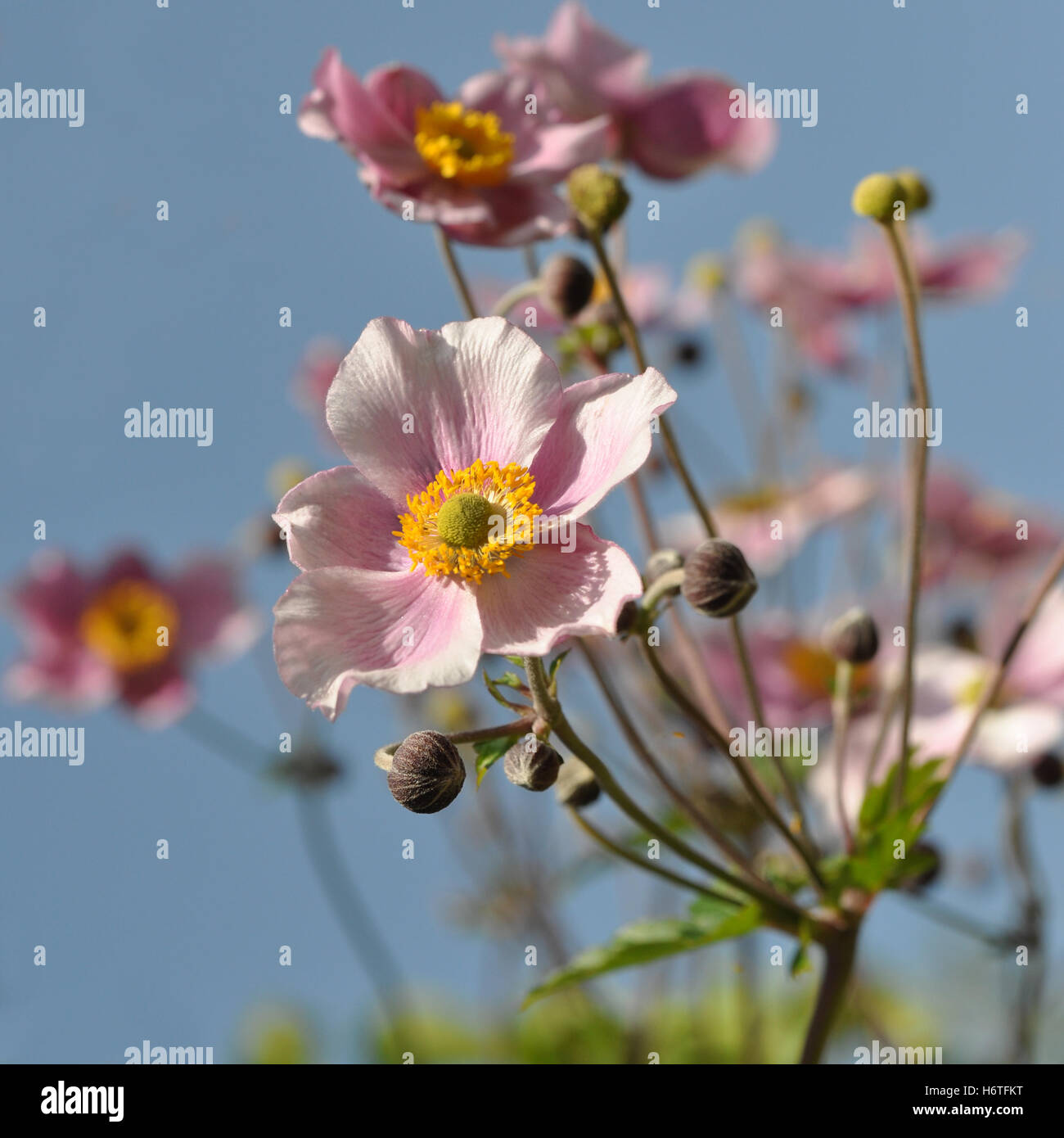 anemones Stock Photo