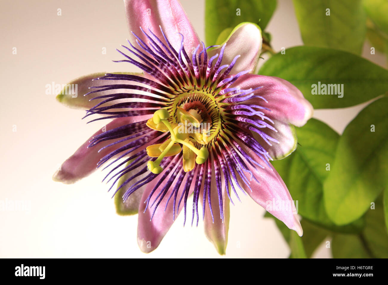 flower, plant, bloom, blossom, flourish, flourishing, exotic, potted plant, Stock Photo