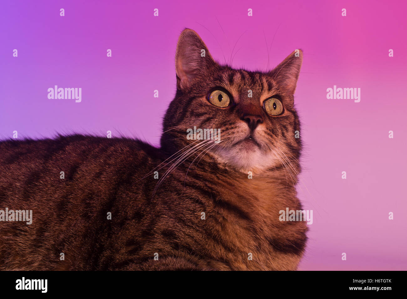 Startled cat Stock Photo