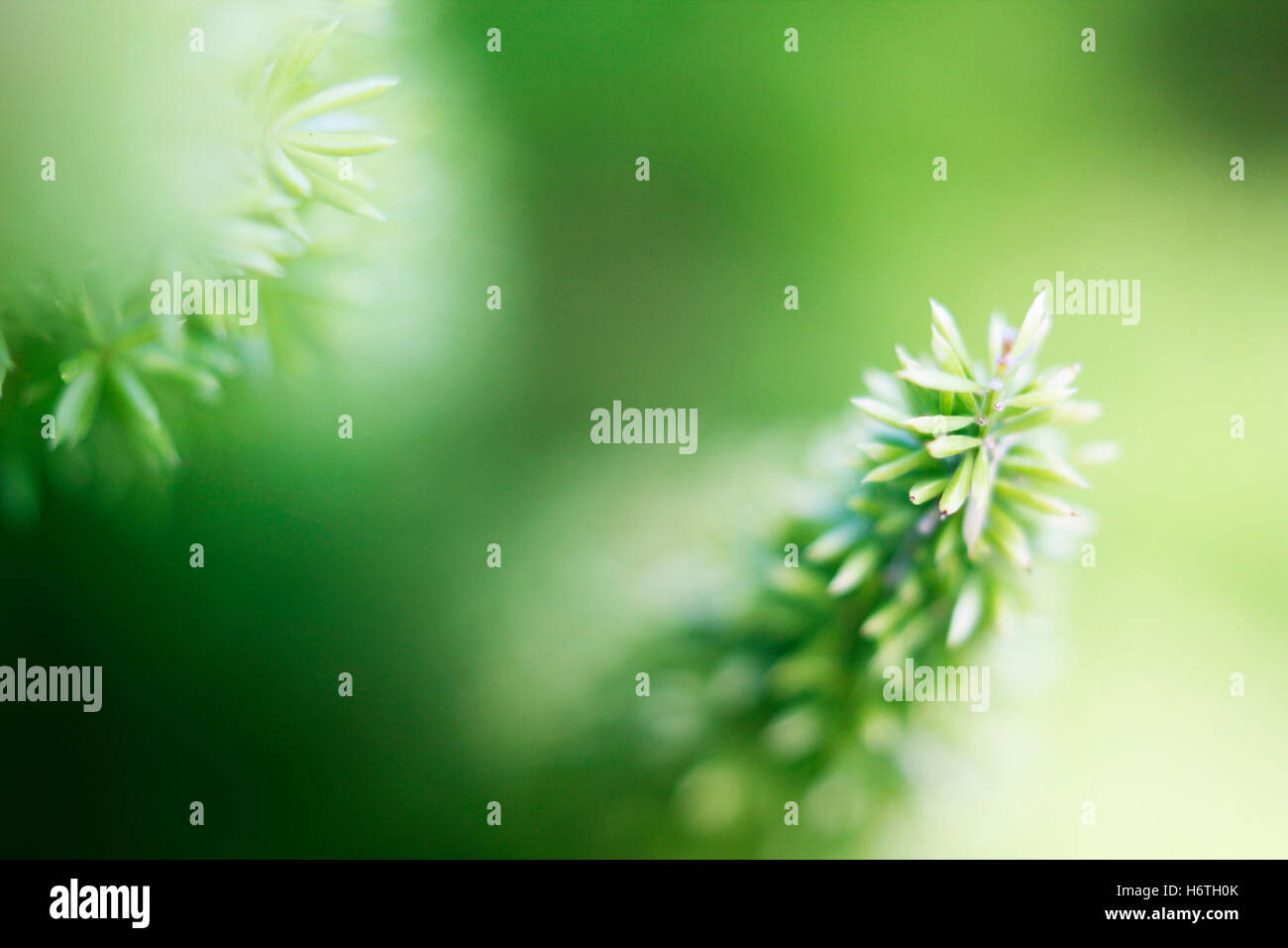 Grukarte High Resolution Stock Photography and Images - Alamy