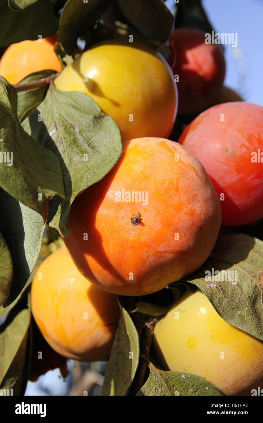 autumn harvest of Italian Persimmon or Sharon fruit Stock Photo