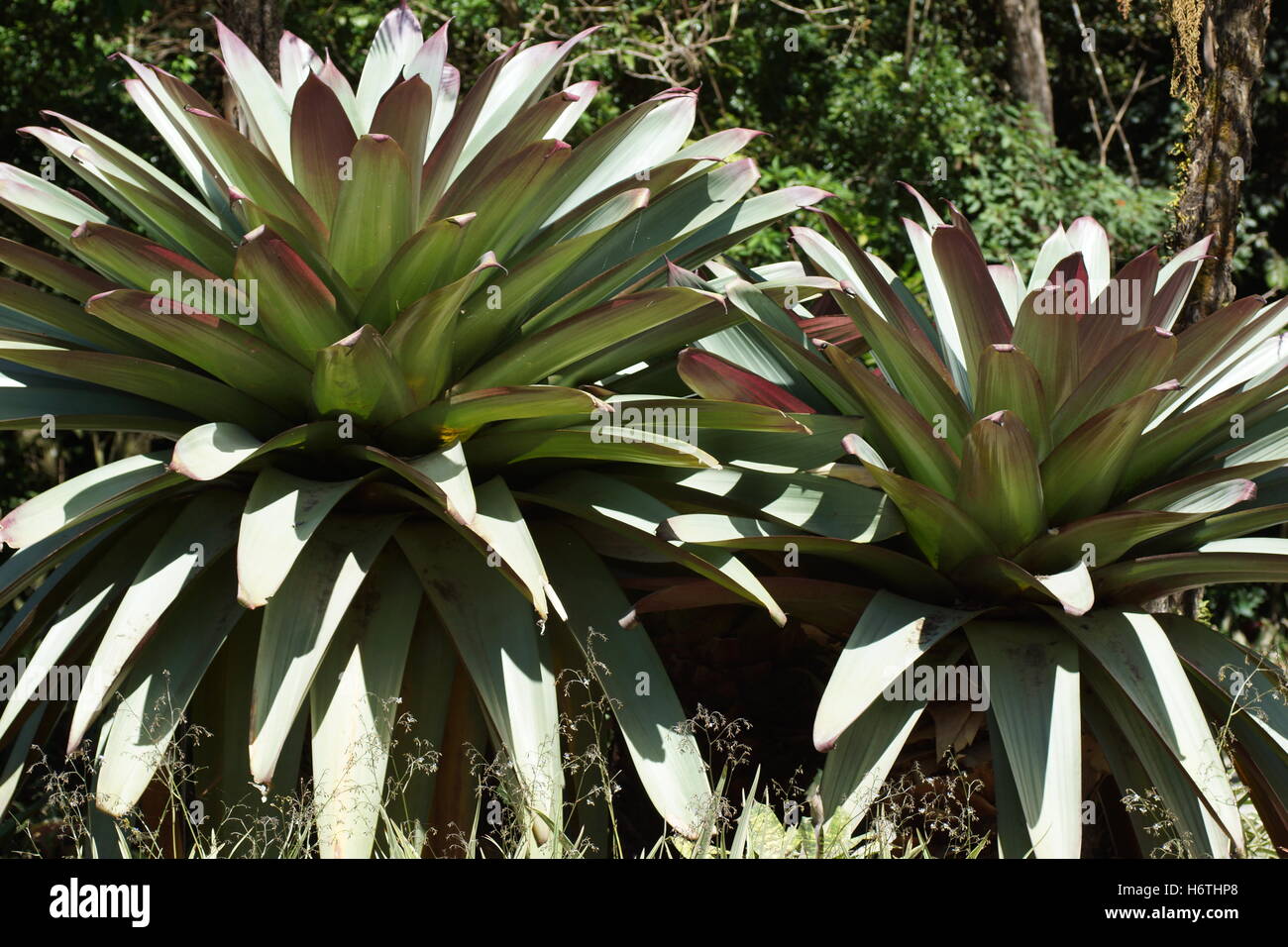 The giant bromeliads. Costa Rica, Monteverde Stock Photo