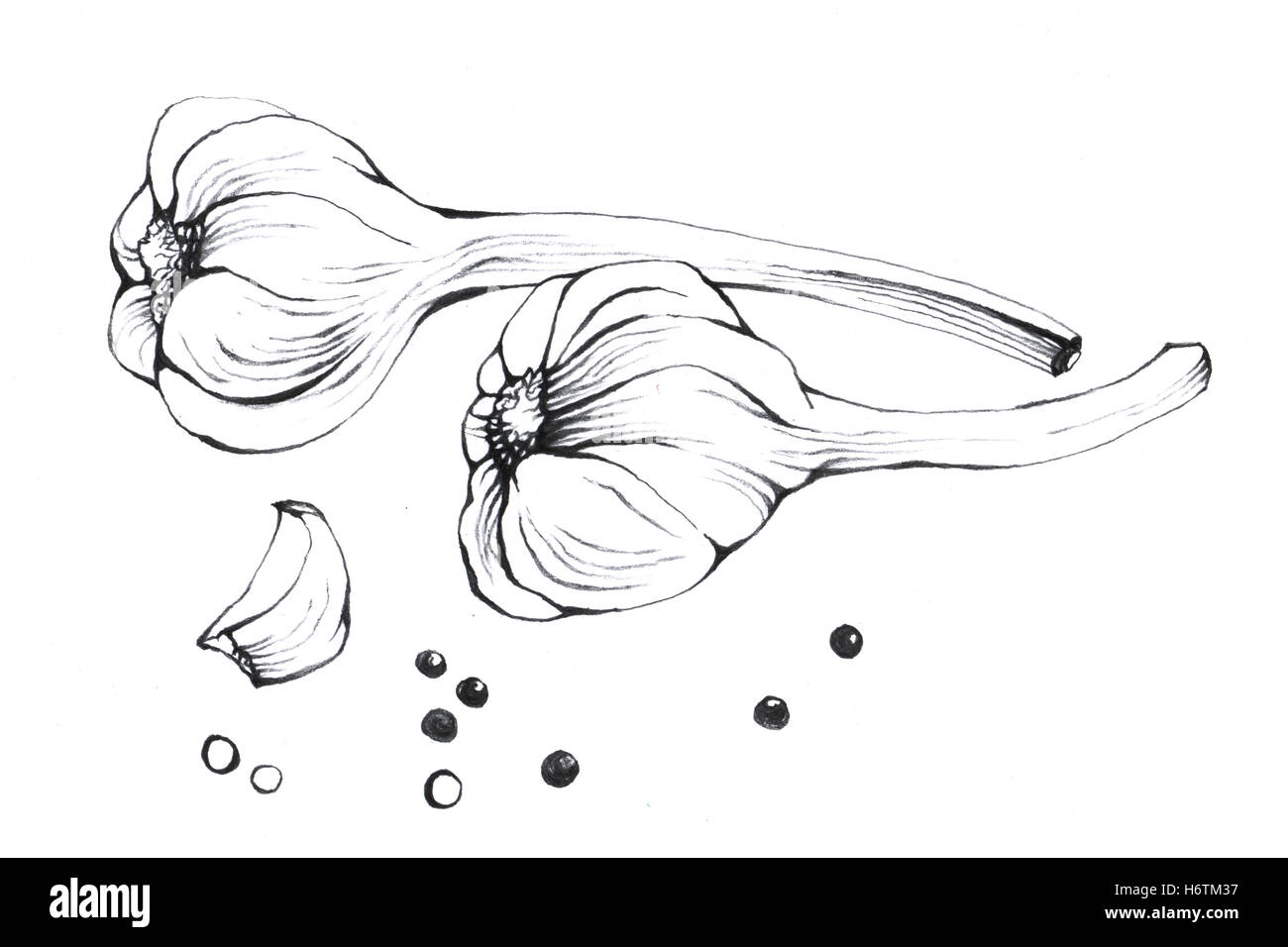 Garlic. Hand drawn Black and white illustration vegetable on white background. Stock Photo