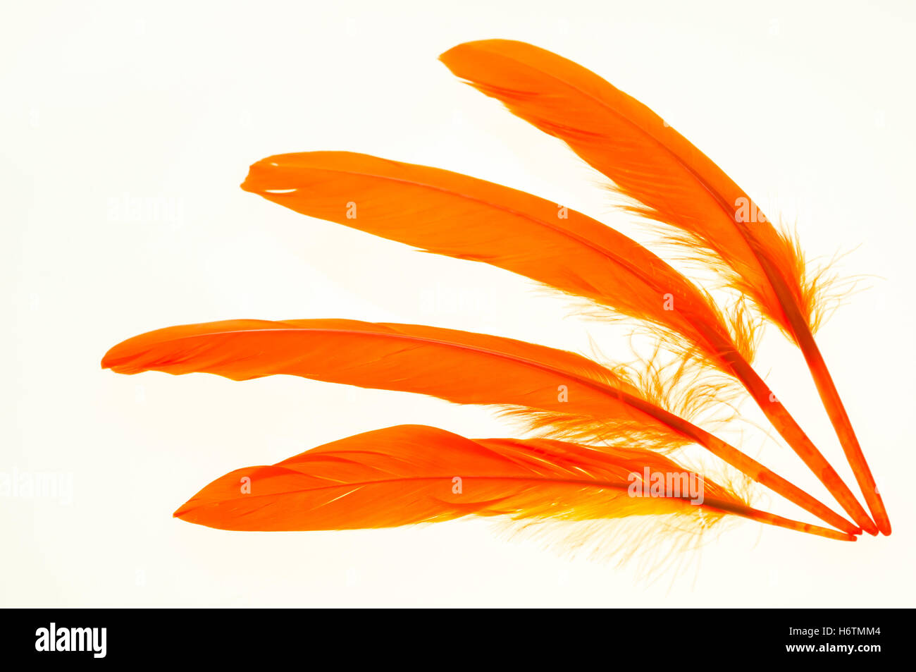 White plume birds hires stock photography and images Alamy