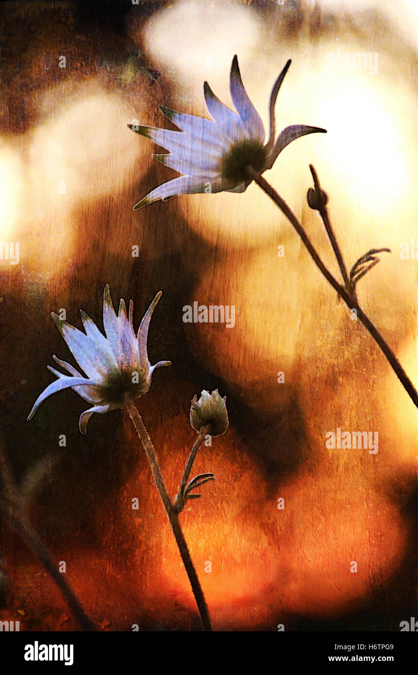 Grunge vintage Australian Flannel Flowers (Actinotus helianthi) watching the sunset in Sydney, Australia. Digitally textured. Stock Photo