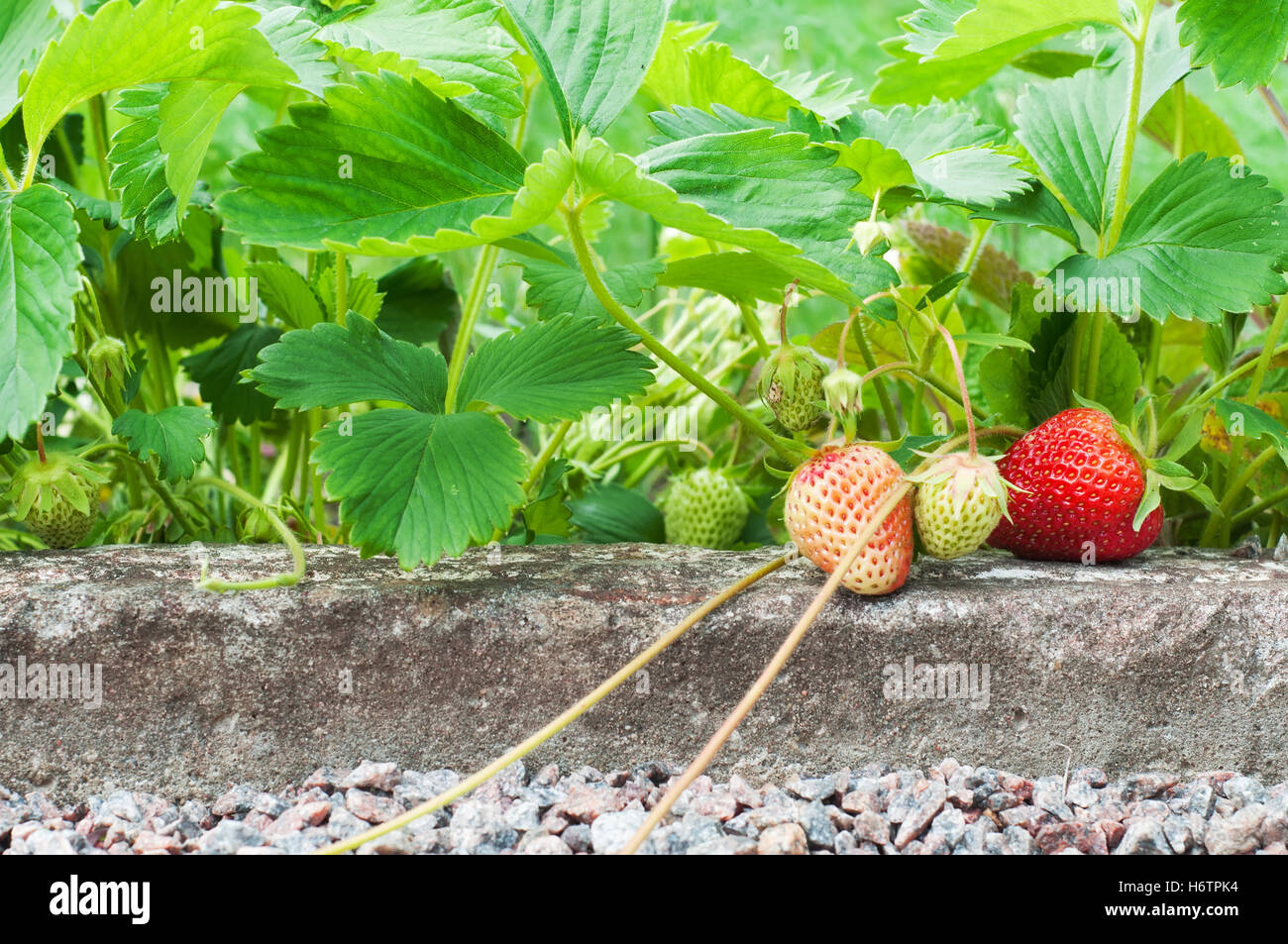 Strawberry juicy plants ripe hi-res stock photography and images - Alamy