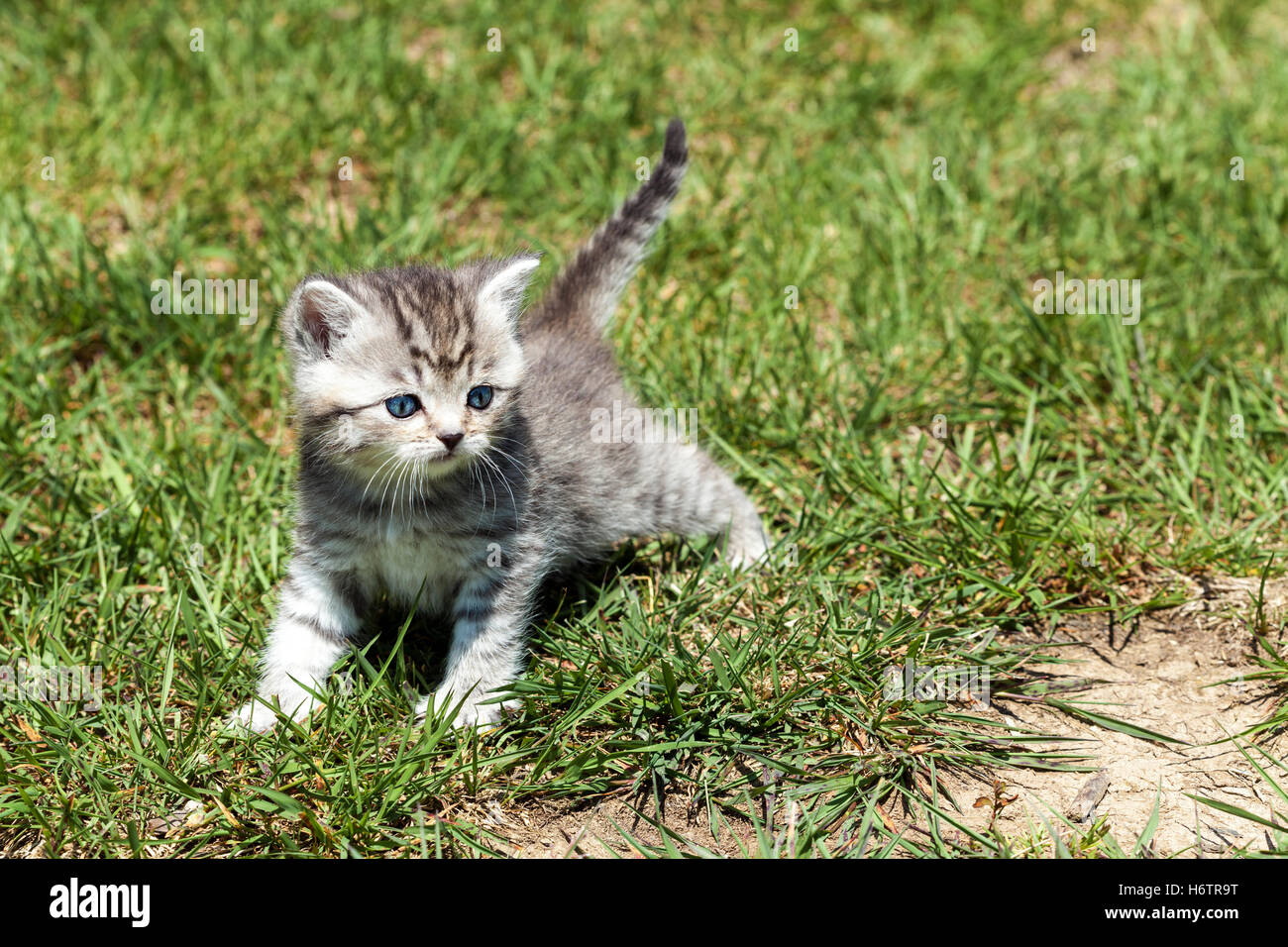 young cat Stock Photo