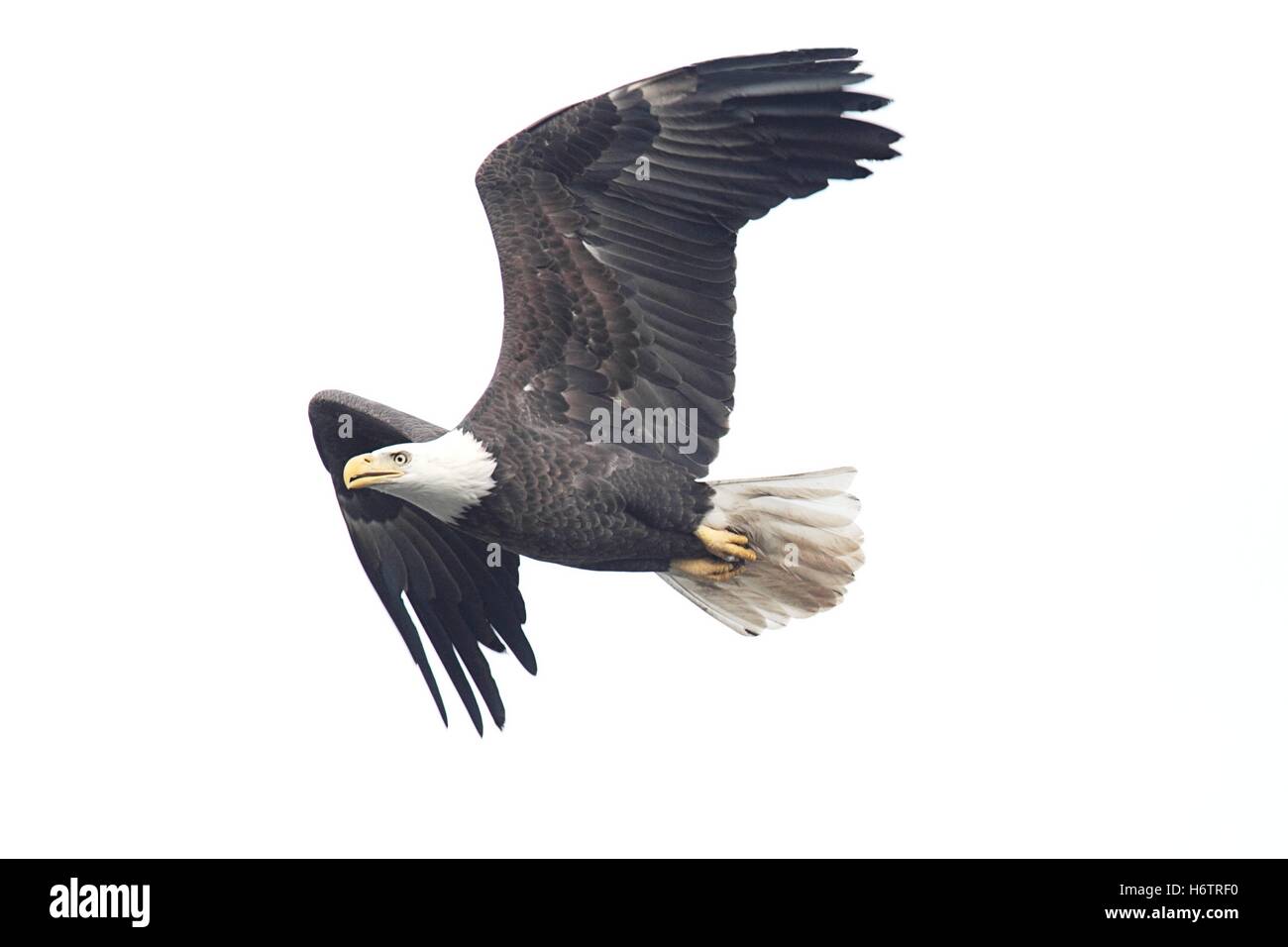 isolated animal bird fauna wild wing wildlife eagle ornithology bald white fly flies flys flying nature fly bald eagle avian Stock Photo