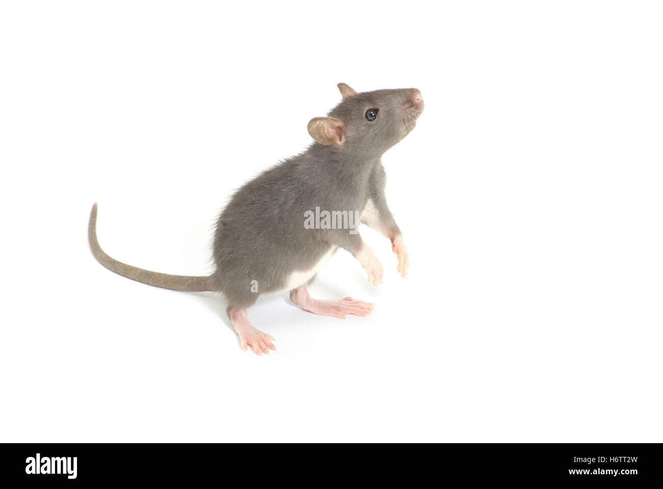 Мышки бегают видео для кошек и пищат. Крыса Дикая. Голубая злая крыса.