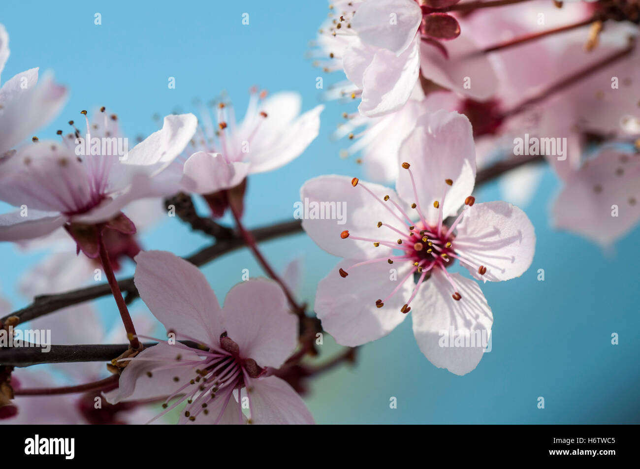 Cherries trees view hi-res stock photography and images - Alamy