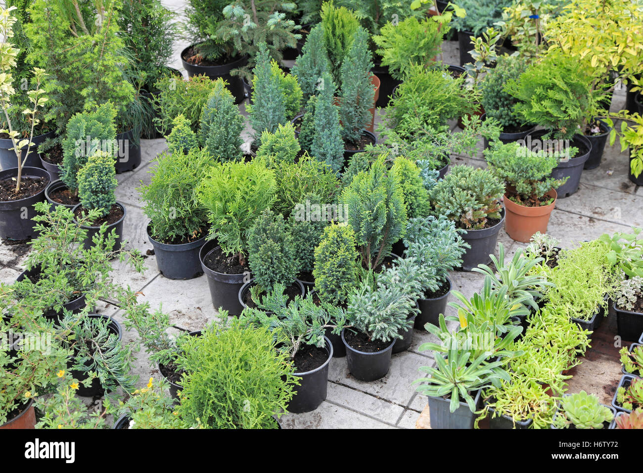 Nursery plants and pots hi-res stock photography and images - Alamy
