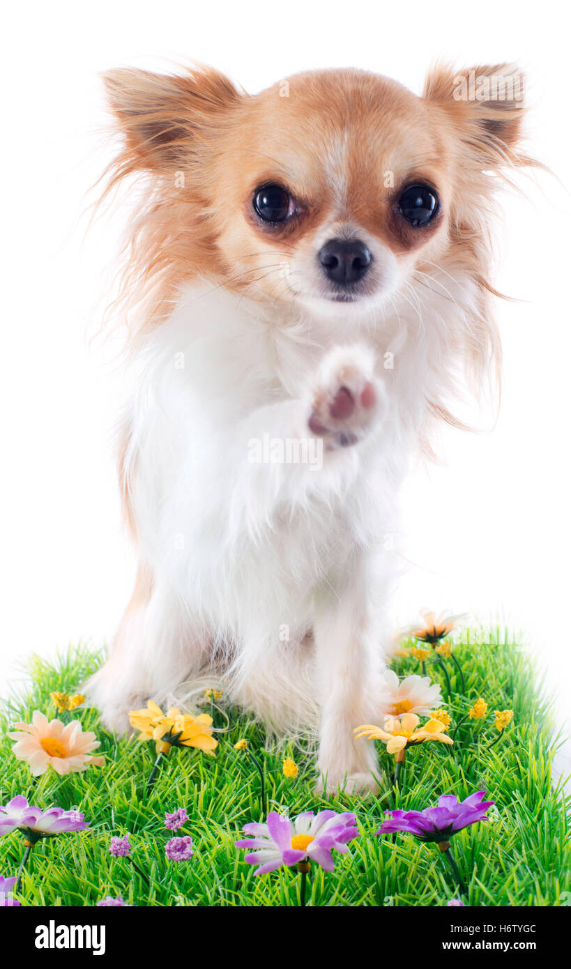 animal pet dog puppy paw hello hi hallo flower plant small tiny little short studio miniature daisy herb salute put sitting sit Stock Photo
