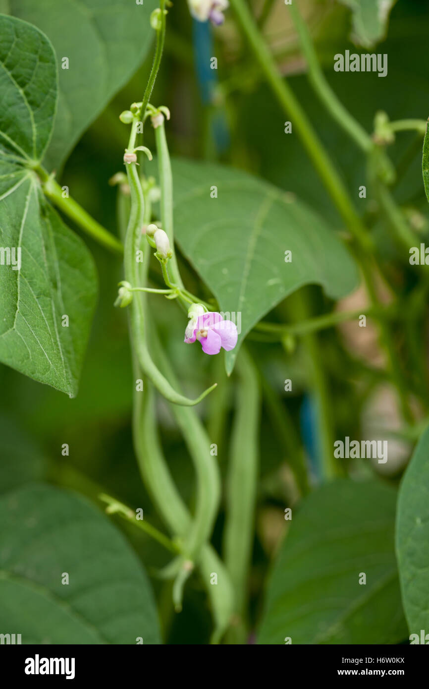 green beans growing on shrub in summer outdoor Stock Photo