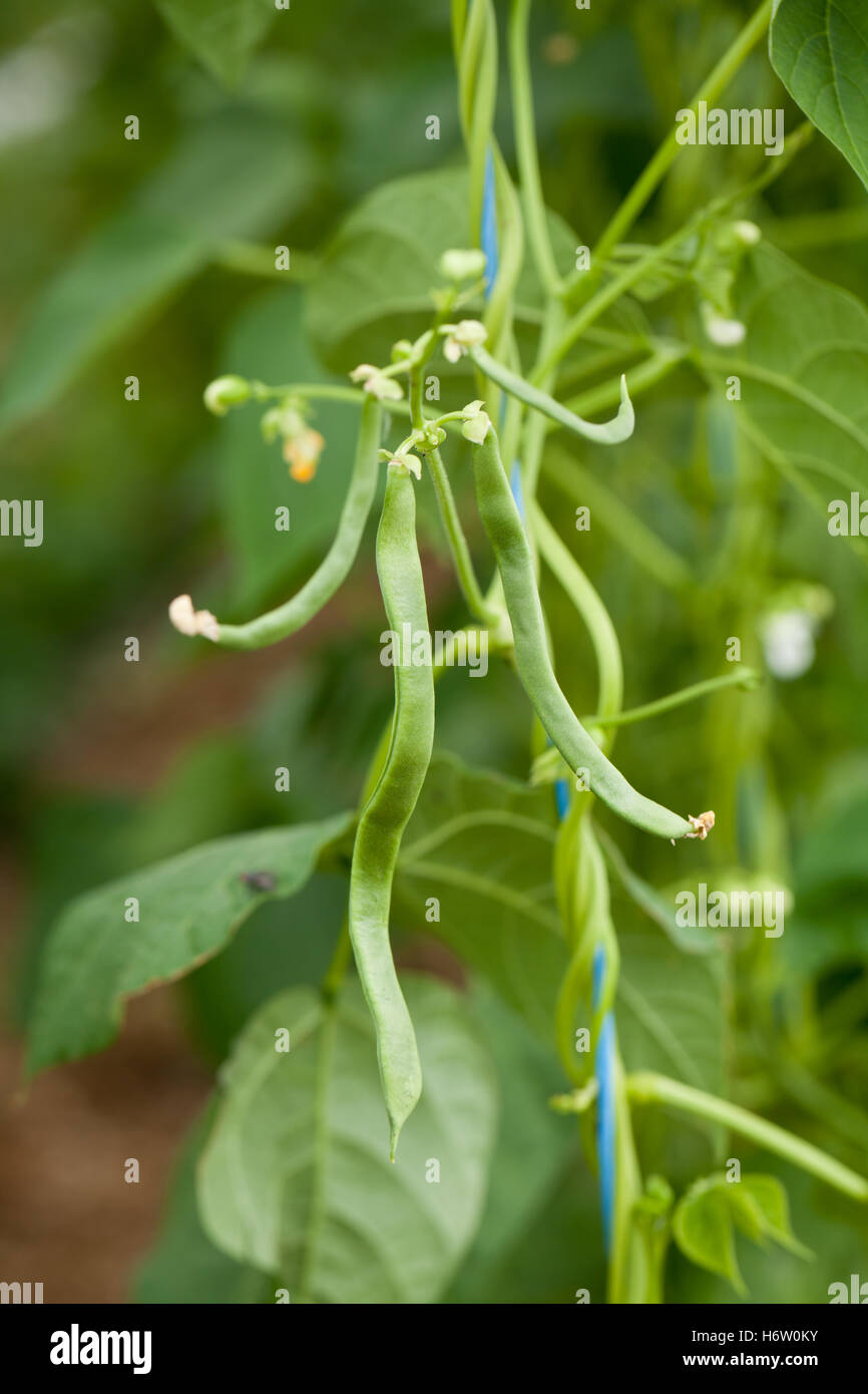 green beans growing on the vine in summer outdoor macro Stock Photo Alamy