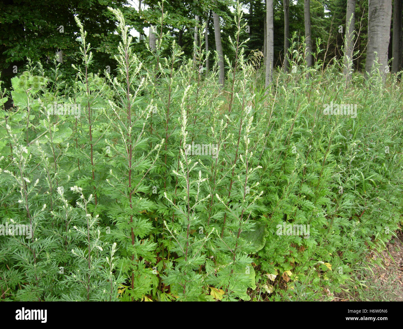 herb wisp plant gewohnlicher beifuÃŸ artemisia vulgaris gewurzbeifuÃŸ besenkraut fliegenkraut gansekraut Stock Photo