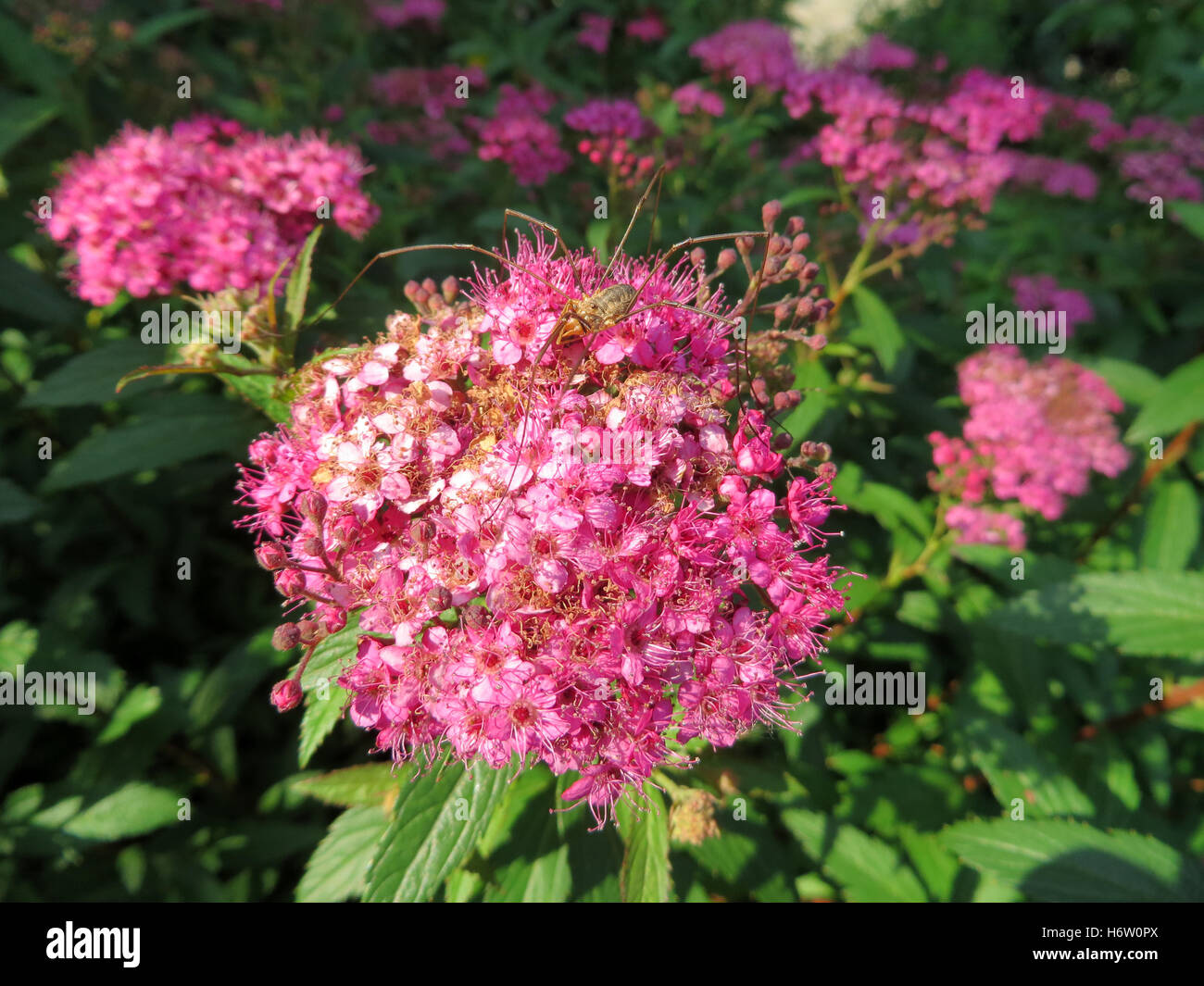 spider on japanese summer spar - spiraea japonica Stock Photo - Alamy