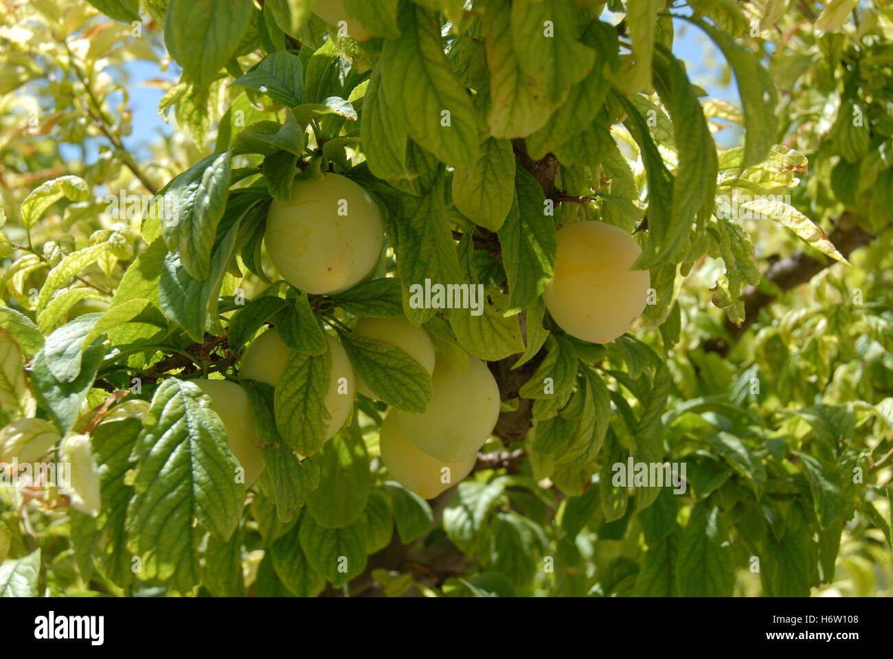 plum tree am Stock Photo