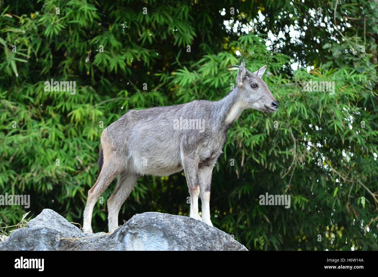 mammals Stock Photo