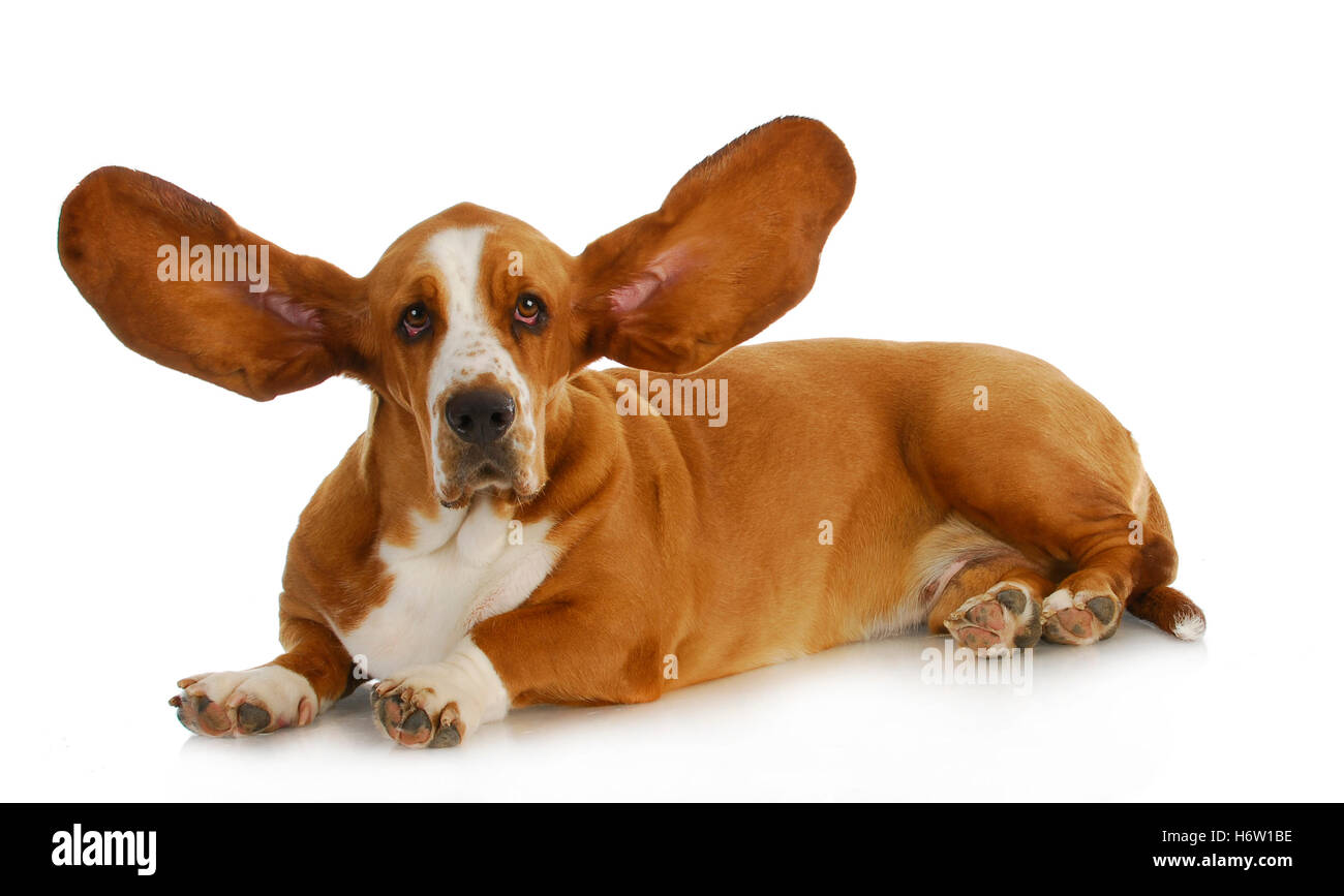 Animals with long ear Cut Out Stock Images & Pictures - Alamy