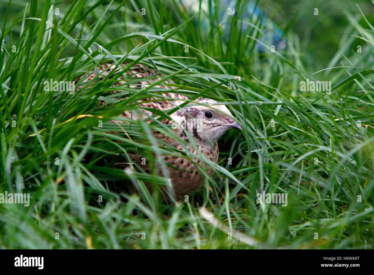 quail in the grass Stock Photo Alamy