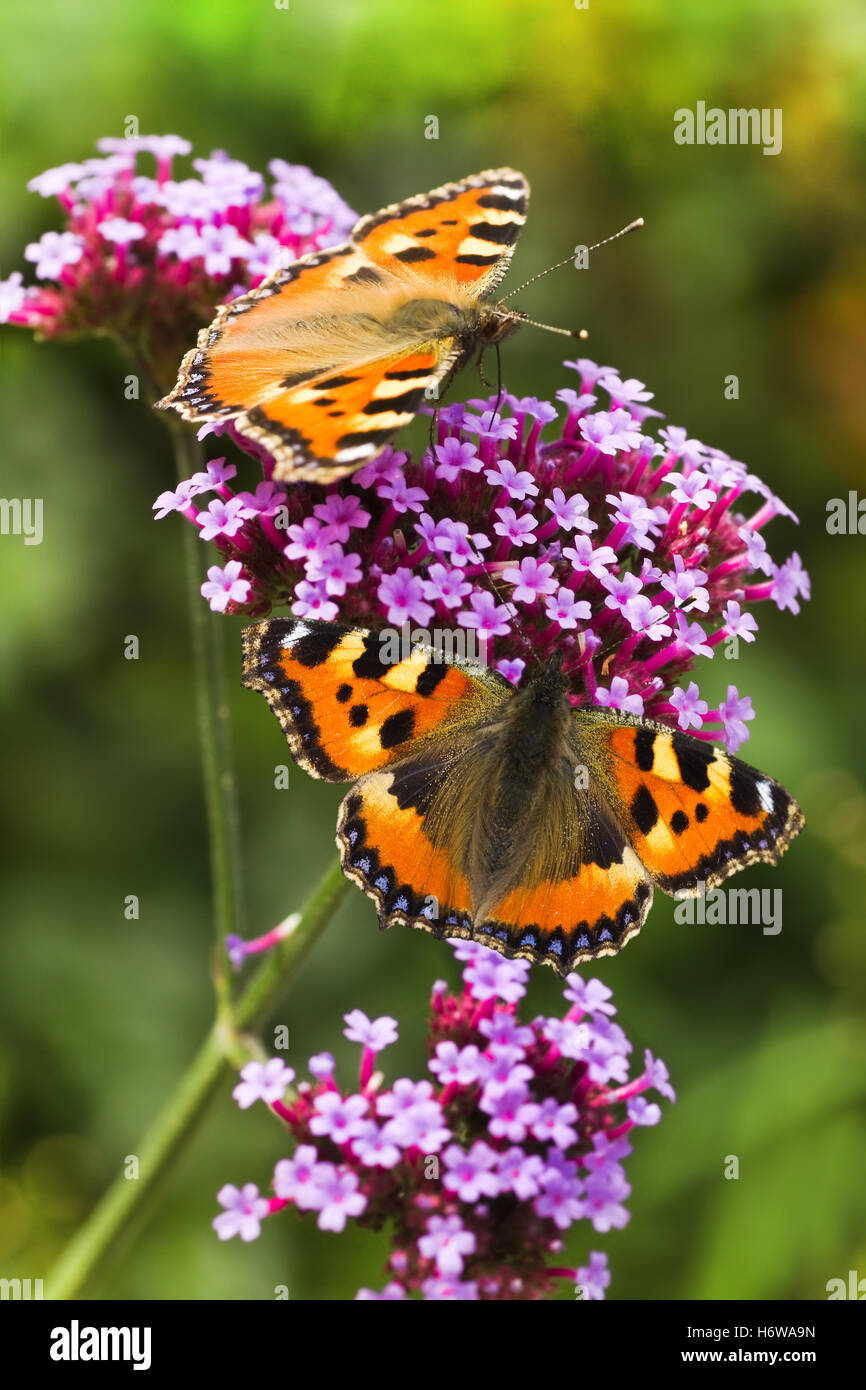 Butterflies and spiders hires stock photography and images Alamy