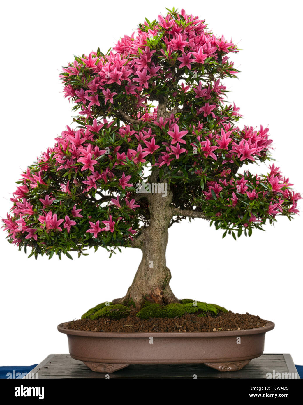 blooming azalea bonsai tree with pink flowers Stock Photo