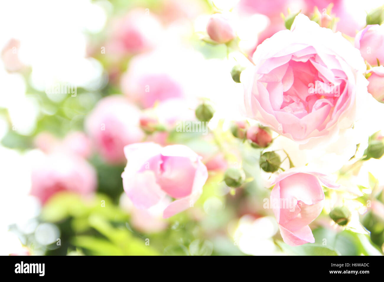 rose background Stock Photo