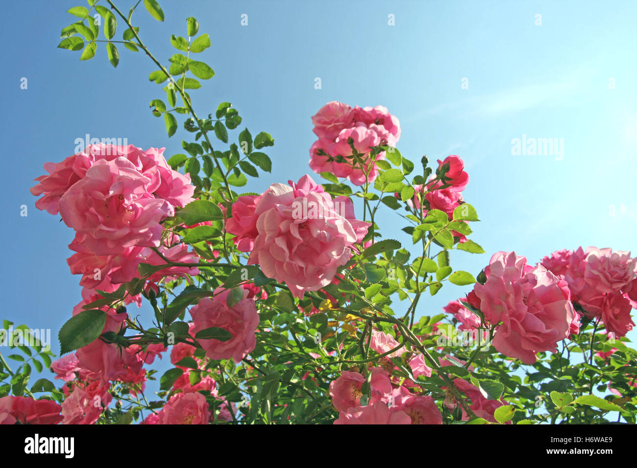 Rambler rose flower hi-res stock photography and images - Alamy