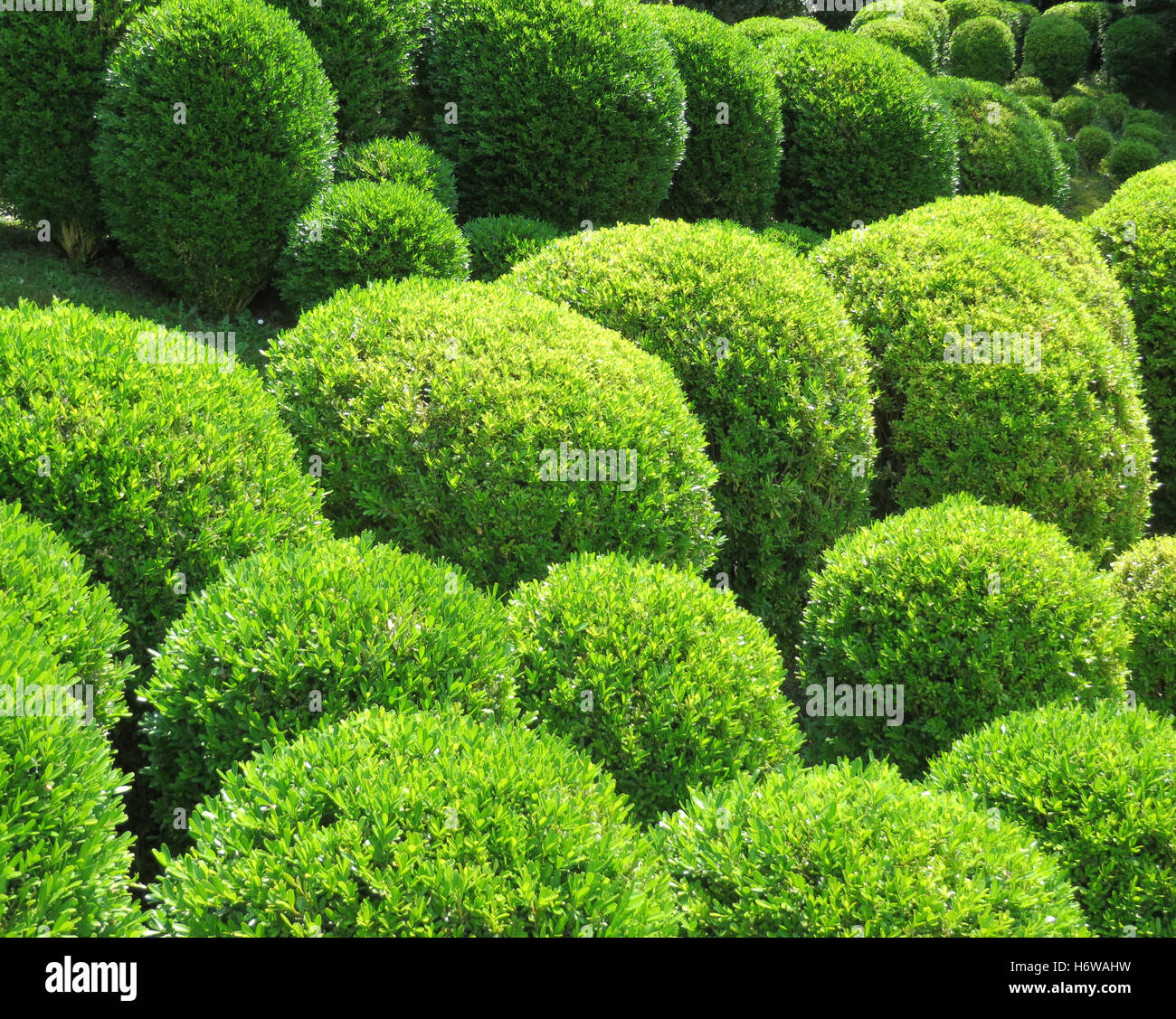 Boxwood balls hi-res stock photography and images - Alamy