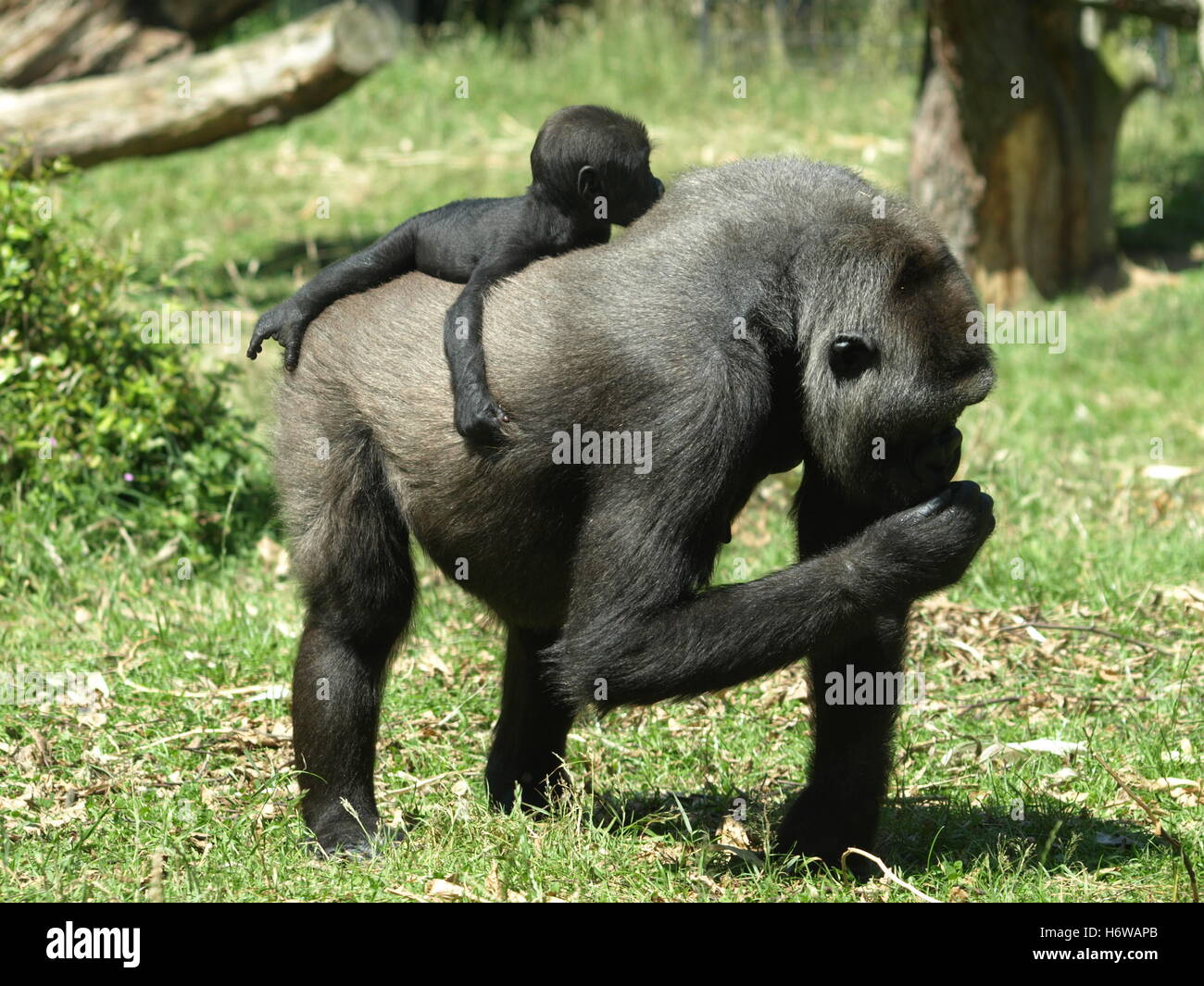 africa monkey gorilla anthropoid africa monkey apes gorilla altweltaffe berggorilla gorilla beringei beringei altweltaffen Stock Photo